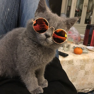 Hoomall Lovely Pet Cat Glasses Dog Glasses Pet Products For Little Dog Cat Eye-wear Dog Sunglasses Photos Pet Supplies