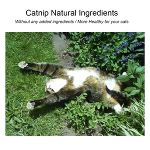 Natural Catnip Toys For Cats Crazy Healthy Cat Toys For Kitten Edible Treating Cleaning Teeth Cat Supplies Pet Toy Pet Products